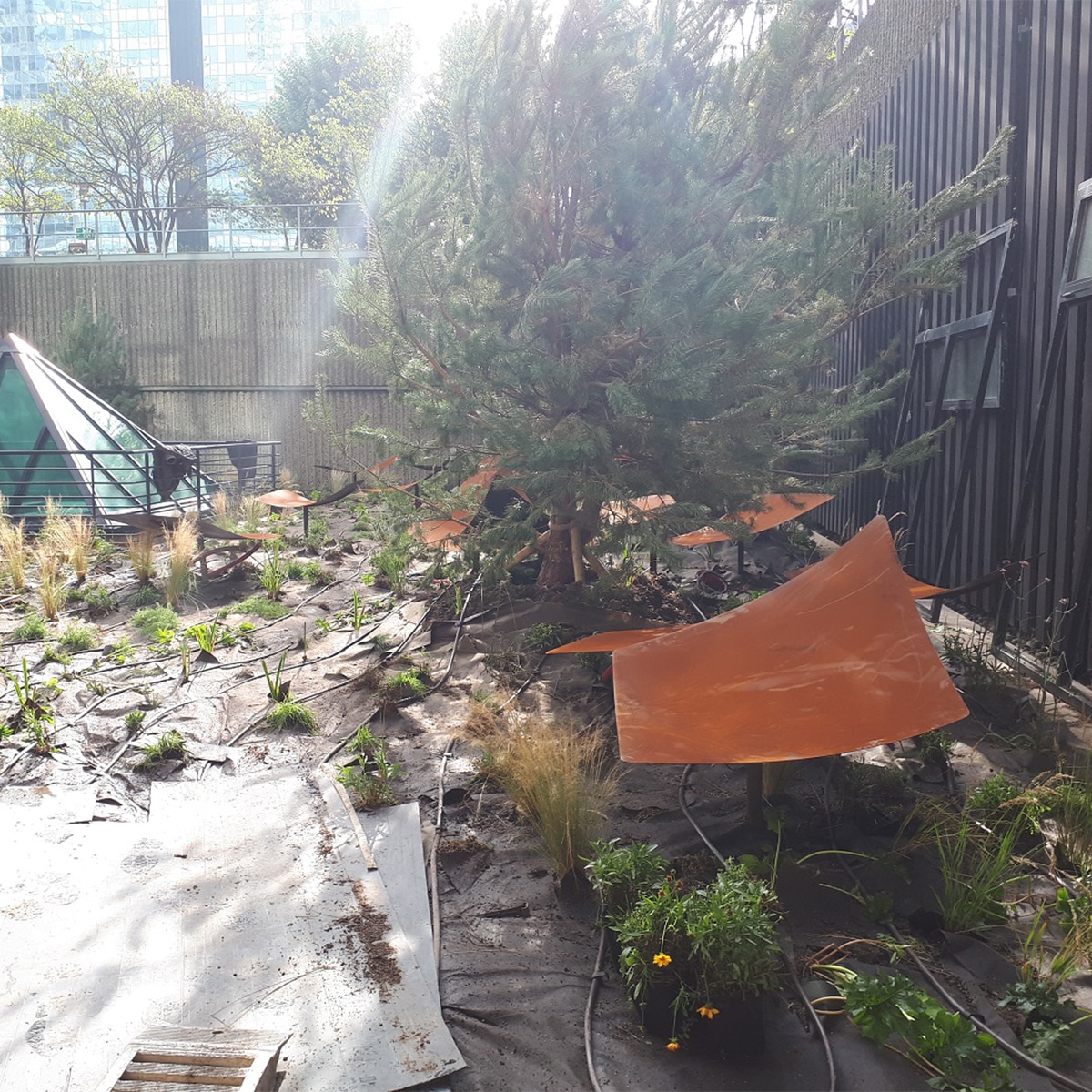 Le jardin aux pétales de corten