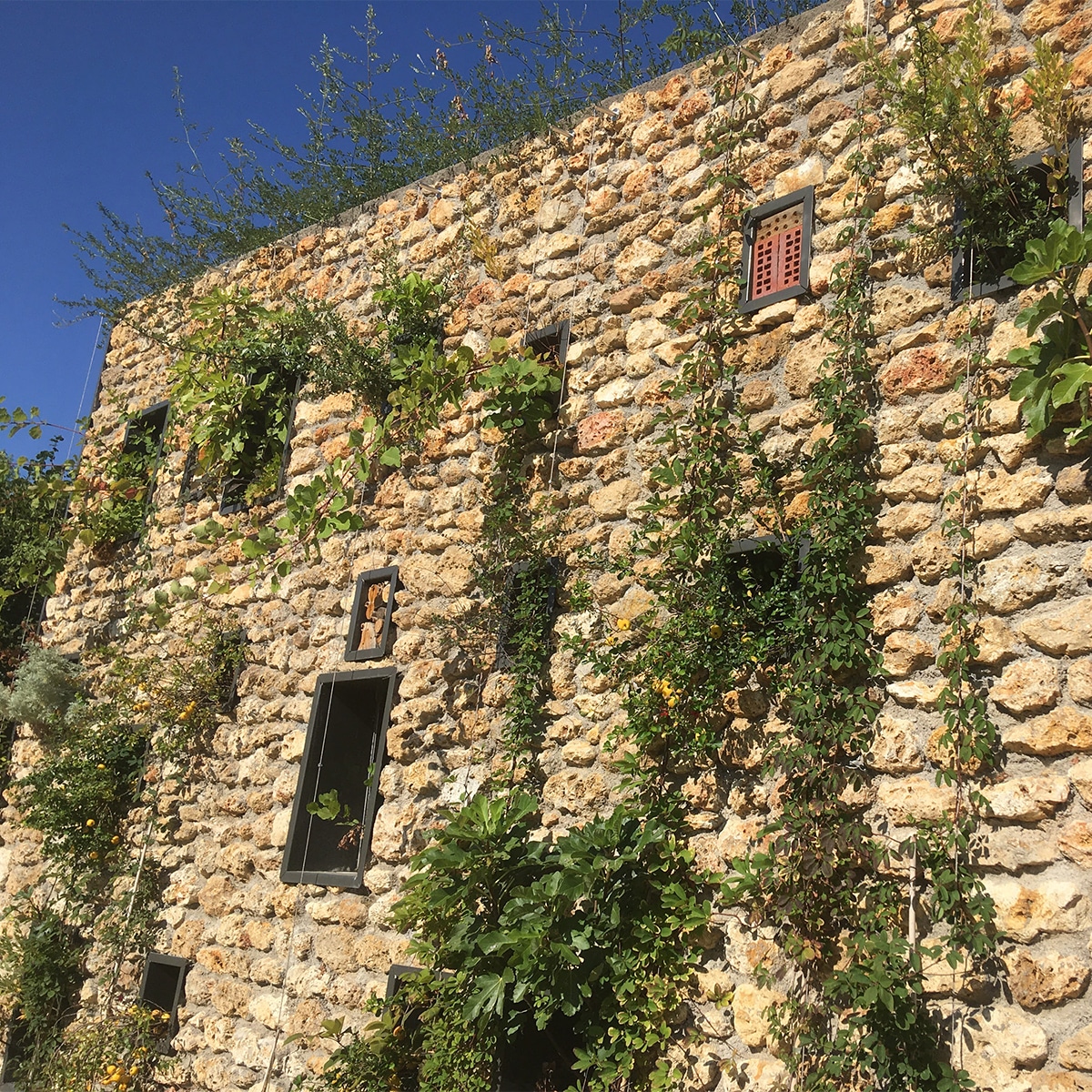 Les fenêtres végétales d'ATECH