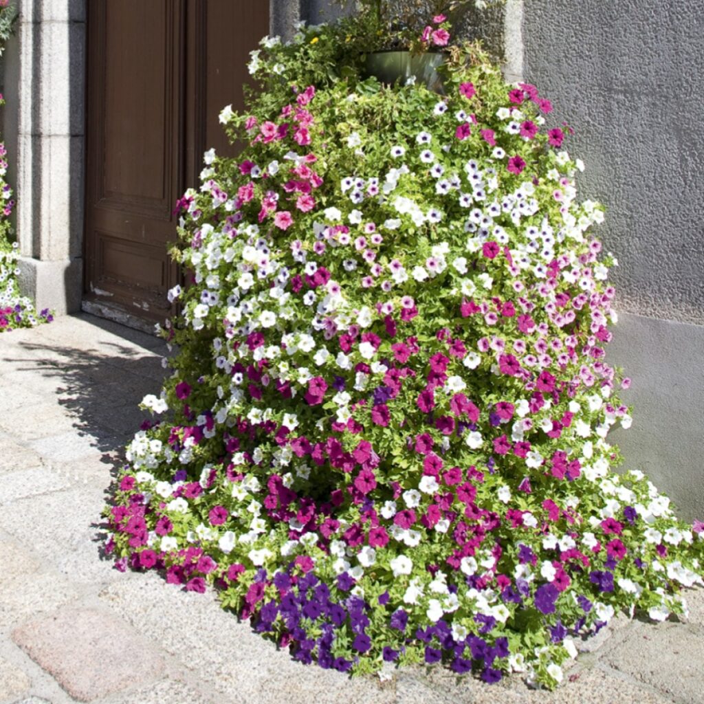 Colonne fleurissement - Cascade