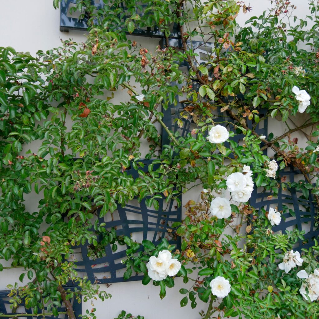 Treillage - A-LINÉA