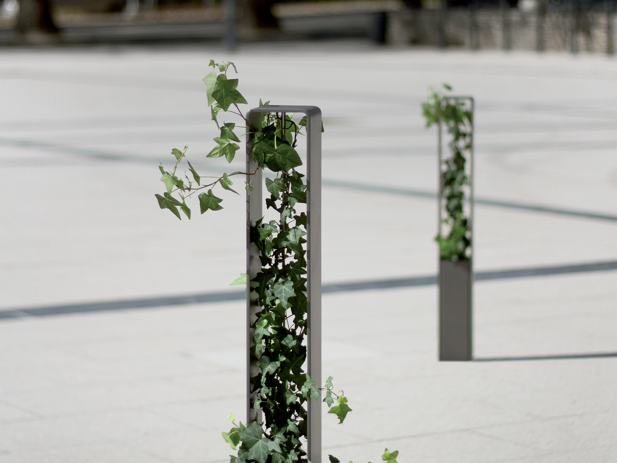 Borne – Hedera